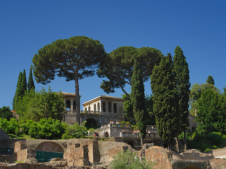 Bäume im Forum Romanum Foto 