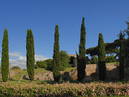 Bäume am Palatino