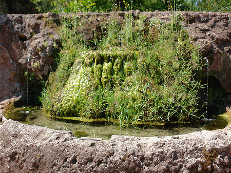 Fotos Brunnen am Palatin | Rom