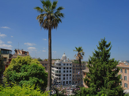 Foto Palme an der Spanischen Treppe